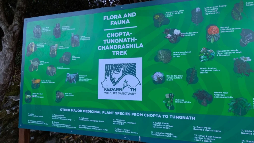 flora and fauna in chandrashila trek
