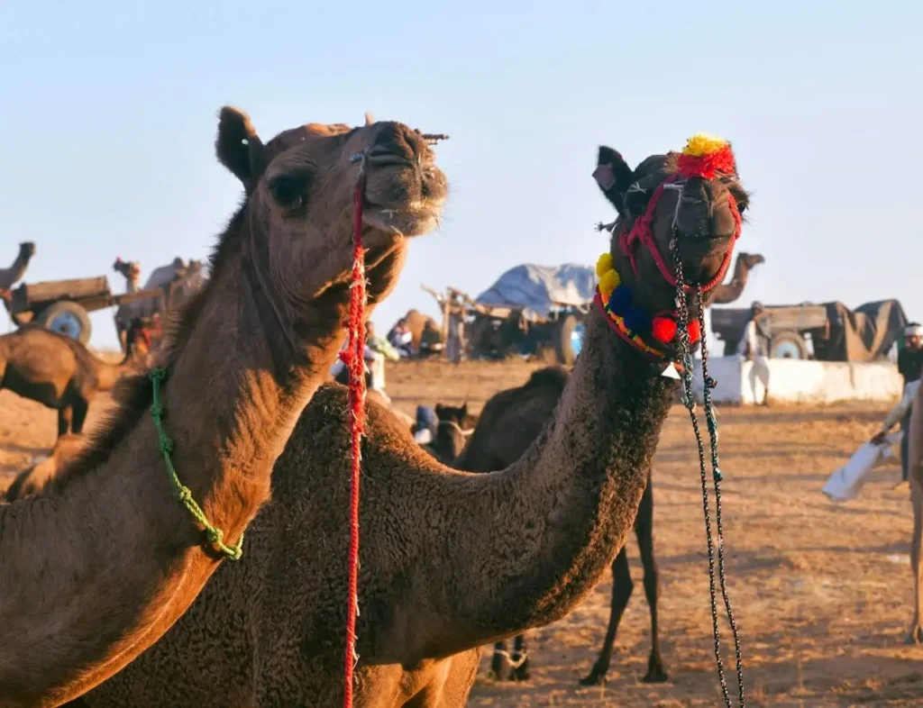 Pushkar camel fair